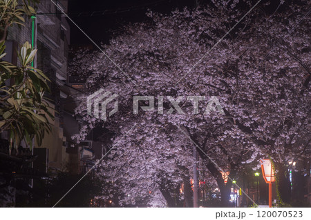京都市中京区の木屋町高瀬川の夜桜を撮影 京都市中京区の木屋町高瀬川の夜桜を撮影 120070523