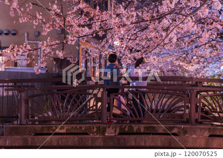 京都市中京区の木屋町高瀬川の夜桜を撮影 京都市中京区の木屋町高瀬川の夜桜を撮影 120070525
