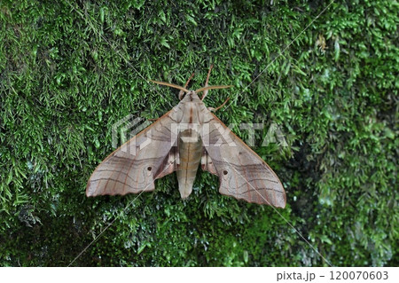 クチバスズメ 120070603