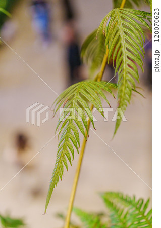 無人 木の葉 葉 120070623