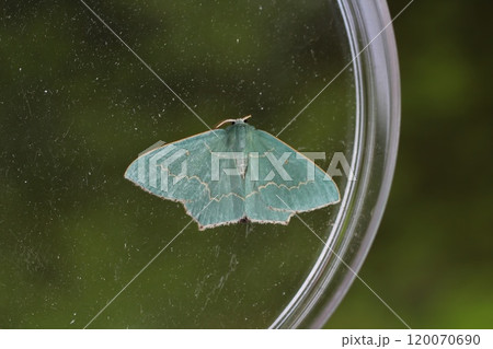 ハガタキスジアオシャク 120070690