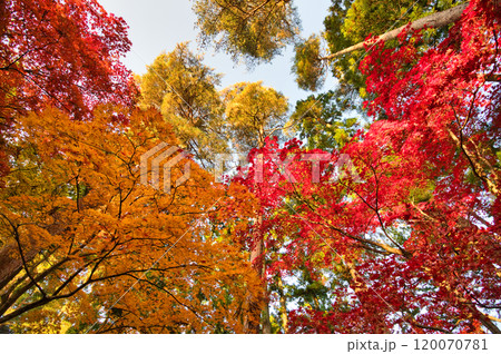 朝日を浴びた紅葉風景 120070781