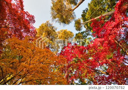 朝日を浴びた紅葉風景 120070782