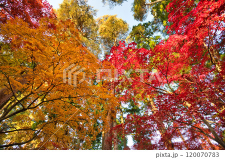 朝日を浴びた紅葉風景 朝日を浴びた紅葉風景 120070783