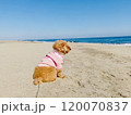 初めて海を見るトイプードル 120070837