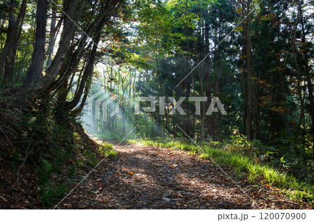 武尊山の登山道で見られた朝の光芒 120070900