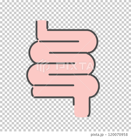 Small intestine illustration 120070958