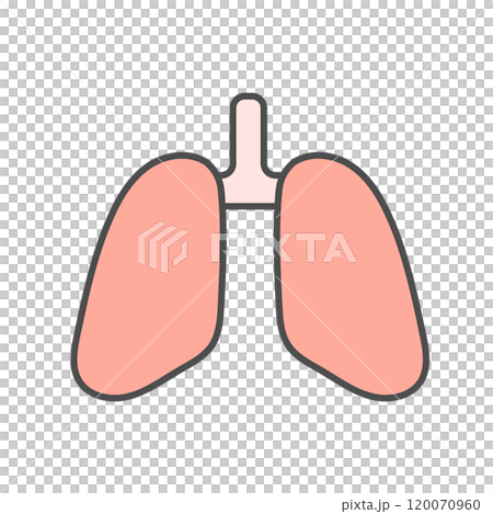 Lung illustration 120070960