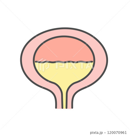膀胱 女性 イラスト 膀胱 女性 イラスト 120070961