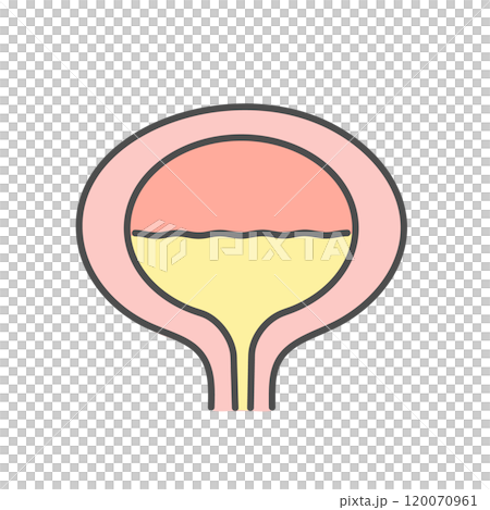 膀胱 女性 イラスト 膀胱 女性 イラスト 120070961