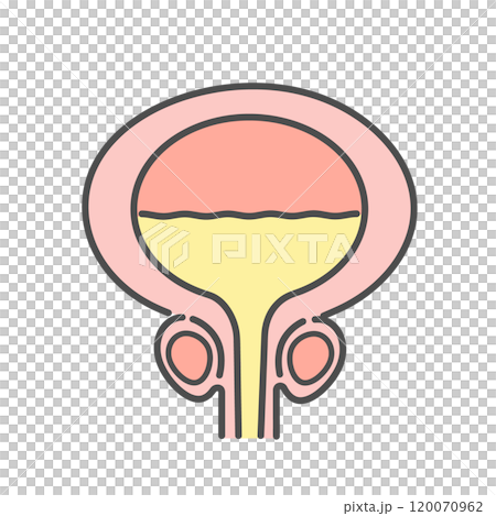 Bladder male illustration 120070962