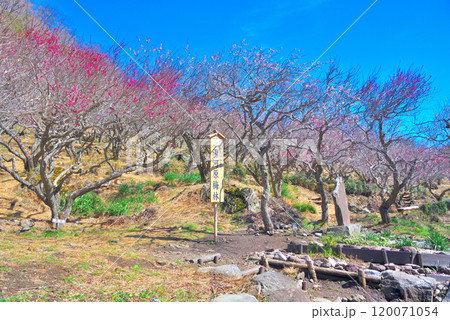 関東・湯河原梅林・梅園のランドマーク、幕山の入口にある観光客向け撮影スポット・神奈川県湯河原町(1) 120071054