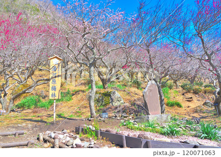関東・湯河原梅林・梅園のランドマーク、幕山の入口にある観光客向け撮影スポット・神奈川県湯河原町(10 関東・湯河原梅林・梅園のランドマーク、幕山の入口にある観光客向け撮影スポット・神奈川県湯河原町(10 120071063