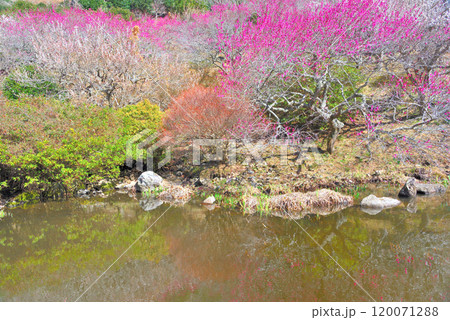関東・湯河原梅林・幕山へ登らずに歩いて楽しめる、北西へ向かう園路にある池・神奈川県湯河原町(4) 関東・湯河原梅林・幕山へ登らずに歩いて楽しめる、北西へ向かう園路にある池・神奈川県湯河原町(4) 120071288