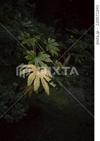 木陰のヤツデの葉 120071845