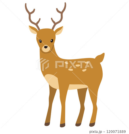 鹿　ニホンジカ 120071889