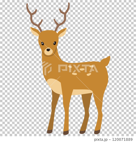 鹿　ニホンジカ 120071889