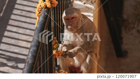 Monkey eats yellow flowers from a sacrificial wreath. Bonnet Macaque - Macaca Radiata Or Zati eating ritual flowers on street. Monkey eats yellow flowers from a sacrificial wreath. Bonnet Macaque - Macaca Radiata Or Zati eating ritual flowers on street. 120071907