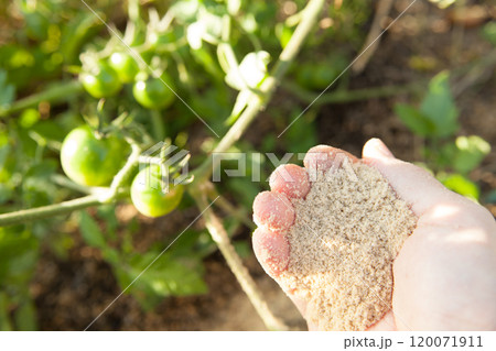 トマトの苗に肥料をまく 120071911