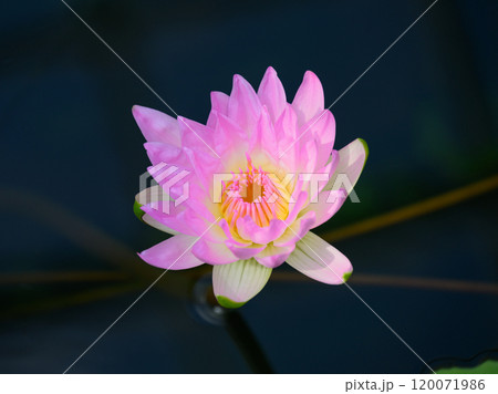 睡蓮プロイデンの花 睡蓮プロイデンの花 120071986
