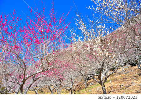 関東・湯河原梅林・紅白に彩られた幕山の美しさ、紅梅と白梅が混在する梅園・神奈川県湯河原町(2) 120072023