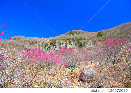 関東・湯河原梅林・紅白の梅、巨岩を楽しめる幕山の西エリアの美しい風景・神奈川県湯河原町(1) 関東・湯河原梅林・紅白の梅、巨岩を楽しめる幕山の西エリアの美しい風景・神奈川県湯河原町(1) 120072026