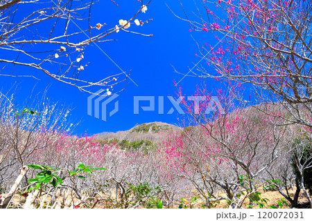 関東・湯河原梅林・紅白の梅、巨岩を楽しめる幕山の西エリアの美しい風景・神奈川県湯河原町(5) 120072031