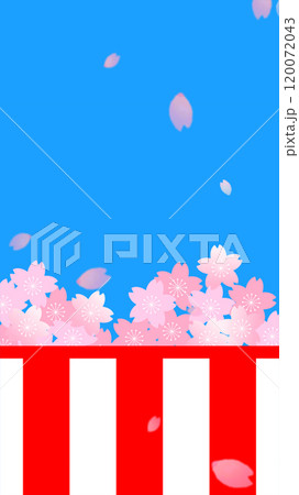 紅白幕と桜と青空の縦型イラスト 120072043