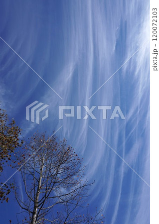 秋の空に現れた「すじ雲」 秋の空に現れた「すじ雲」 120072103