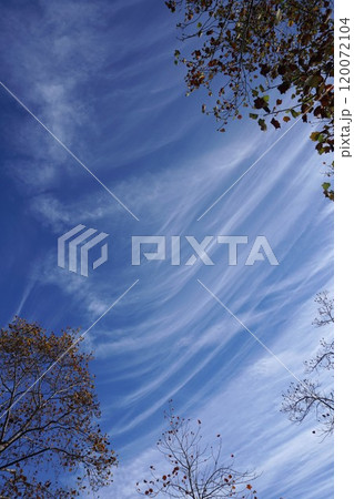 秋の空に現れた「すじ雲」 秋の空に現れた「すじ雲」 120072104