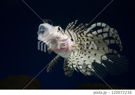 ミノカサゴ　カサゴ　Lionfish　毒魚　あくび　魚のあくび 120072238