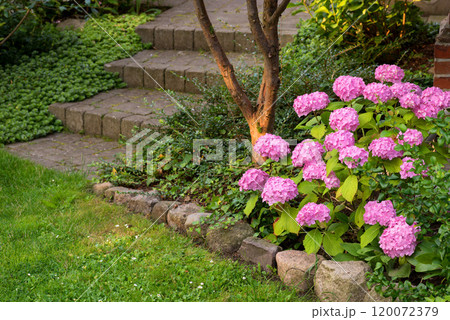 Flowers, plant and garden outdoor with hydrangea, grass and green nature with growth, soil and leaves. Natural environment, floral and landscape for sustainability, species and eco in Korea. 120072379