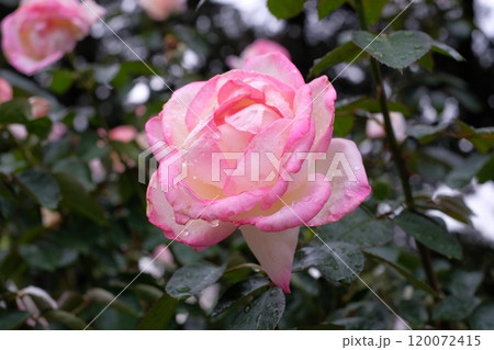 ピンク色のバラ ピンク色のバラ 120072415