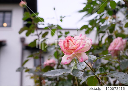 ピンク色のバラ 120072416