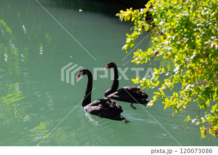Two Black Swans on the Swan River, Perth, Australia. Sunset, sunrise, red glow on water. 120073086