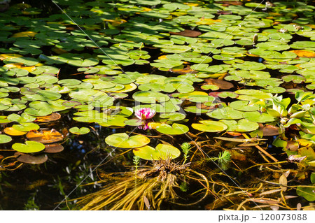 Pink water lily or Marliacea Rosea lotus flower in garden pond. Close-up of nymphaeum against blurred background of aquatic plants. Selective focus. 120073088