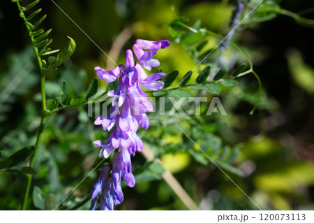 Vetch, vicia cracca valuable honey plant, fodder, and medicinal plant. Fragile purple flowers background. Woolly or Fodder Vetch blossom in garden. Vetch, vicia cracca valuable honey plant, fodder, and medicinal plant. Fragile purple flowers background. Woolly or Fodder Vetch blossom in garden. 120073113