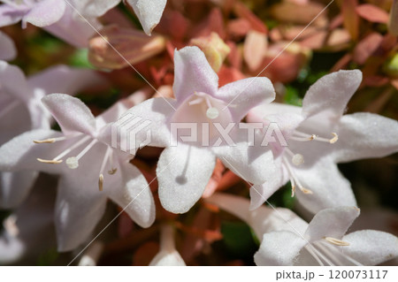Close-up of abelia grandiflora flowers during summer flowering. Small white flowers on the bush. 120073117