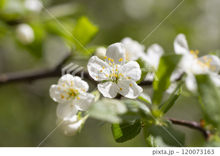 Prunus cerasus flowering tree flower, beautiful white petals tart dwarf cherry flowers in bloom.Garden fruit tree with blossom flowers Prunus cerasus flowering tree flower, beautiful white petals tart dwarf cherry flowers in bloom.Garden fruit tree with blossom flowers 120073163