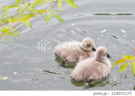 Swan babies in water. Two grey little Mute swan cygnets swimming in lake Geneva. Cygnus color in spring. 120073173