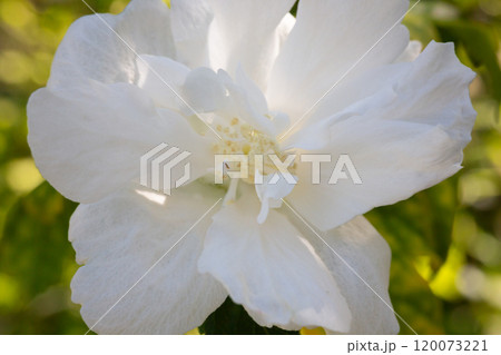 One white flower of hibiscus syriacus plant, commonly known as Korean rose, rose of Sharon, Syrian ketmia, shrub althea or rose mallow, in a garden in a summer day One white flower of hibiscus syriacus plant, commonly known as Korean rose, rose of Sharon, Syrian ketmia, shrub althea or rose mallow, in a garden in a summer day 120073221