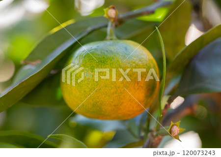 Green sweet mandarins grow on tree. Unripe citrus mandarine on green branch. Mandarin orange tree. Tangerine. Branch with fresh ripe tangerines and leaves image. Selective soft focus. 120073243