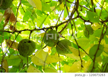 Maclura pomifera fruit or Adam apple growing on tree. Mulberry family (Moraceae) used in alternative medicine joints sciatica.osage orange Maclura pomifera fruit or Adam apple growing on tree. Mulberry family (Moraceae) used in alternative medicine joints sciatica.osage orange 120073263