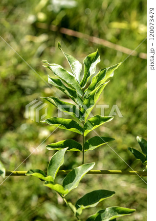 マメ科フジの葉の造形【藤の若葉】 マメ科フジの葉の造形【藤の若葉】 120073479