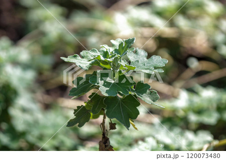 茎、葉裏に絹毛が密生するサツマノギクの若葉 120073480