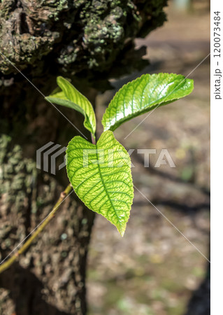エドヒガンとオオシマザクラの交配で生まれたソメイヨシノの若い芽 エドヒガンとオオシマザクラの交配で生まれたソメイヨシノの若い芽 120073484
