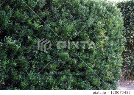 生垣として潮風に強いラカンマキ【マキ科イヌマキ属】 生垣として潮風に強いラカンマキ【マキ科イヌマキ属】 120073485