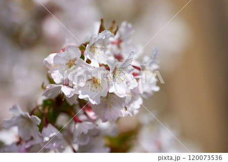 Flowers, nature and garden with cherry blossom for bright, colorful or display in season. Closeup, earth and wallpaper in spring with natural plants or outdoor as background or botany texture Flowers, nature and garden with cherry blossom for bright, colorful or display in season. Closeup, earth and wallpaper in spring with natural plants or outdoor as background or botany texture 120073536