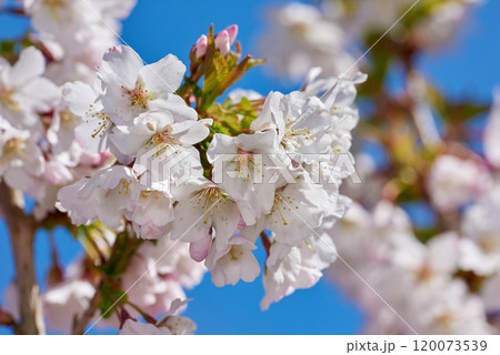 Flowers, nature and garden with cherry blossom for floral, colorful or display in season. Morning, earth and wallpaper in spring as trees, plants and outdoor landscape as background or botany texture Flowers, nature and garden with cherry blossom for floral, colorful or display in season. Morning, earth and wallpaper in spring as trees, plants and outdoor landscape as background or botany texture 120073539