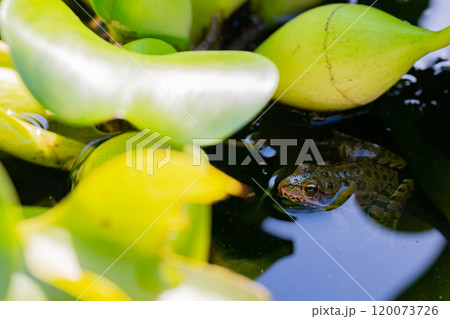 Frog in a pond on a warm spring day 120073726
